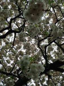 hanging blooms - Kerry-Lee Powell